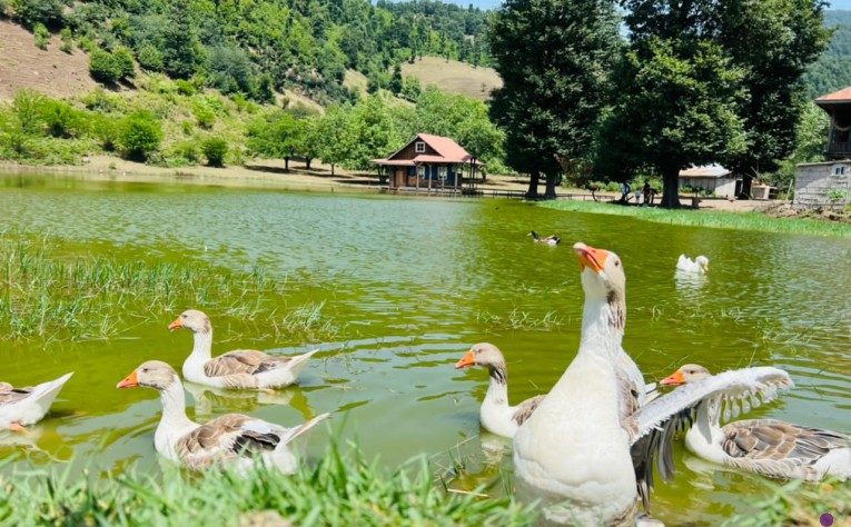 دریاچه قو رامسر