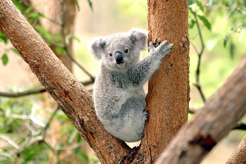 سفر به استرالیا