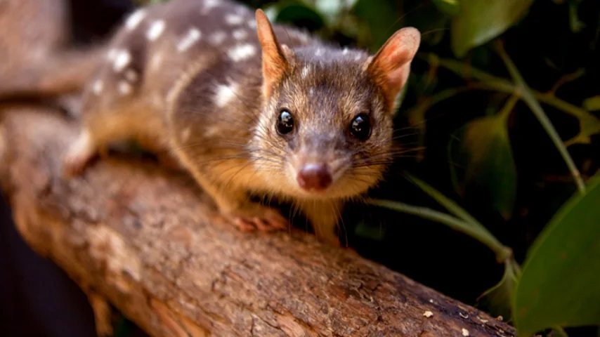 راهنمای سفر به استرالیا