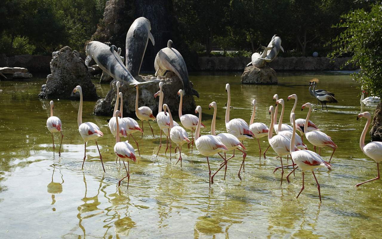 پارک دلفین کیش