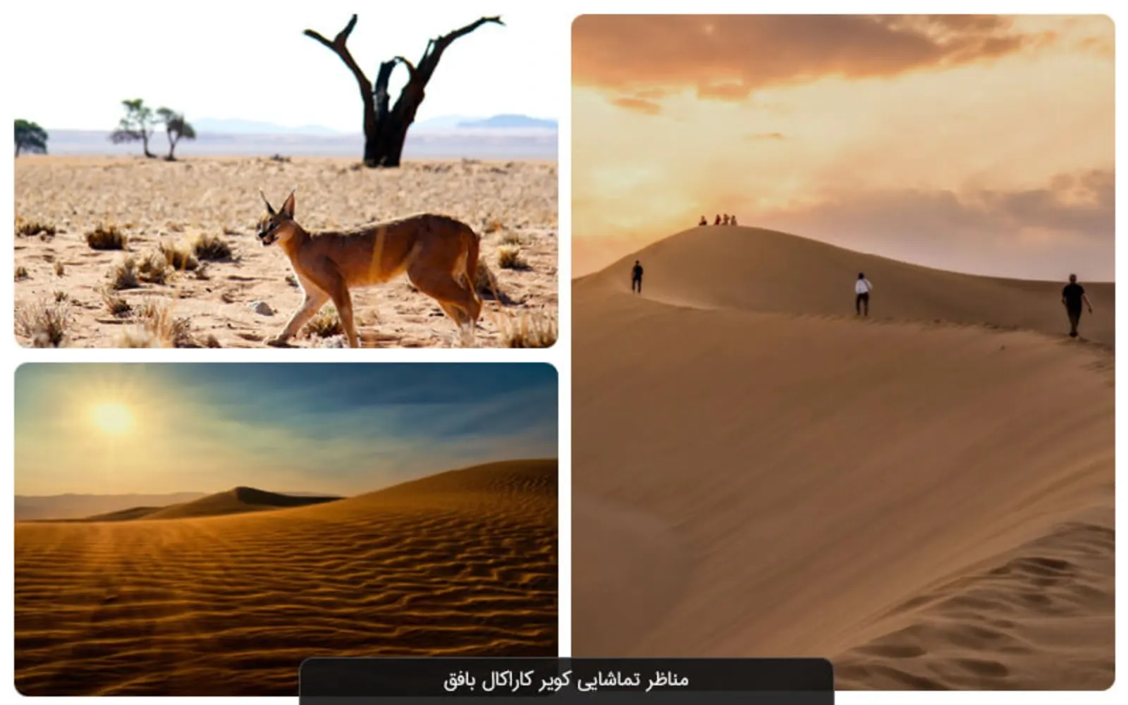 راهنمای سفر به کویر کاراکال یزد و تماشای گربه سانان راهنمای سفر به کویر کاراکال یزد و تماشای گربه سانان