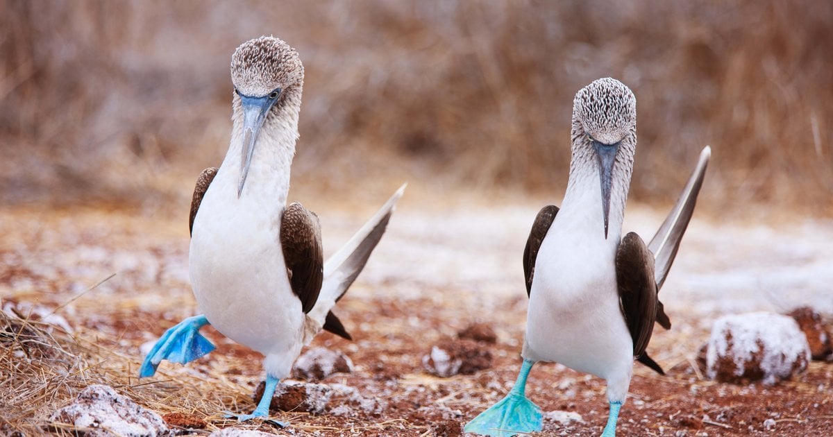 گالاپاگوس:آزمایشگاه زندهٔ چارلز داروین